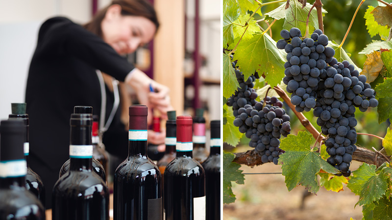 Vinsmagning p vine fra Piemonte regionen med Kulturrejser