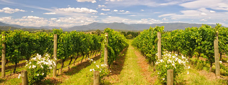 Smag på vinen fra Yarra Valley, Australien
