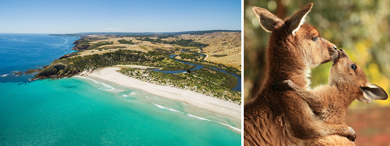 Tag til Kangaroo Island med Kulturrejser