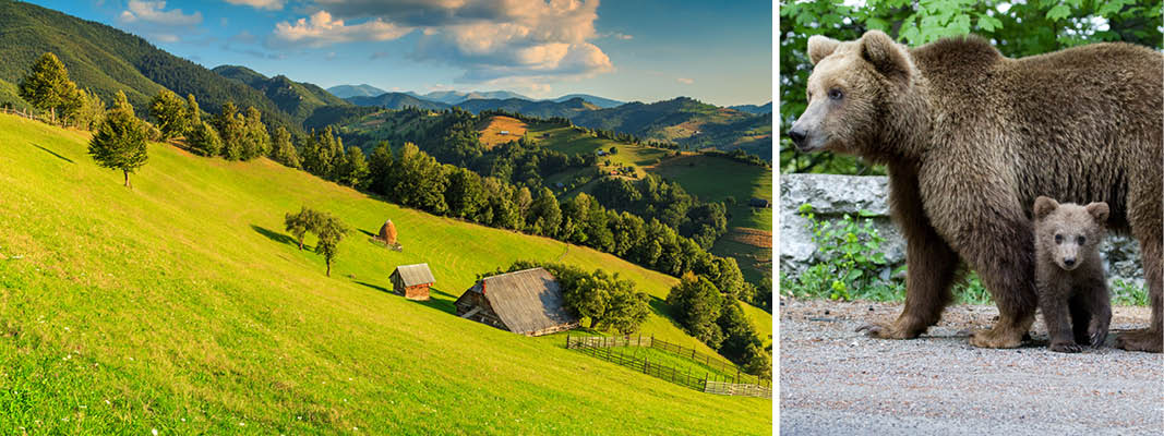 Smukt bakke- og bjerglandskab med vilde bjrne i Rumnien