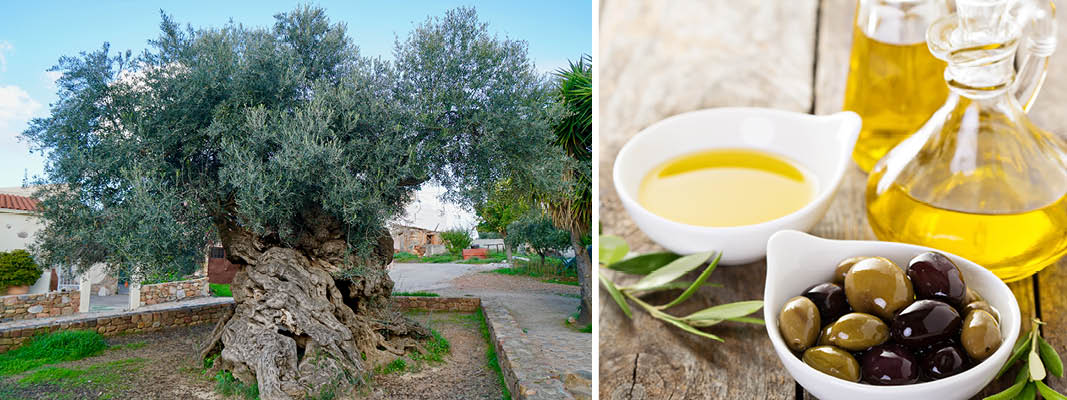 Det gamle oliventræ i Vouves