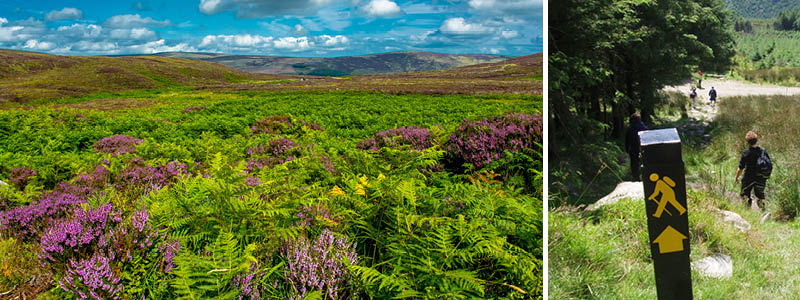 Paddock heden, Wicklow, Irland