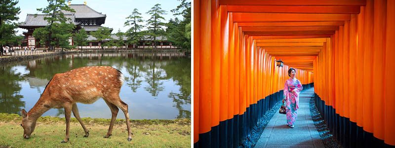 Nara park og Fushimi-Inari helligdommen, Japan