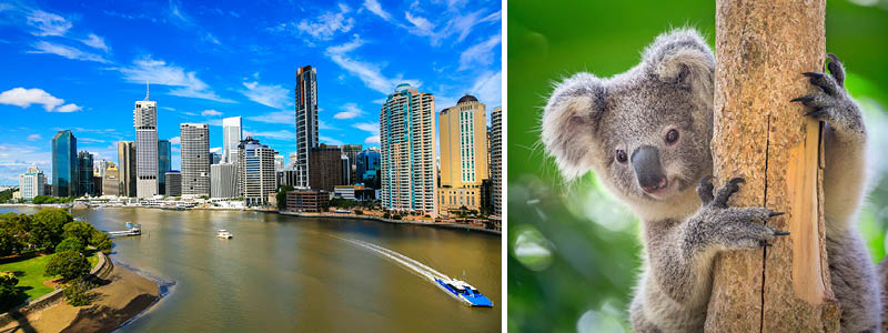 Besøg Brisbane og se koalaer på et naturreservat i Australien