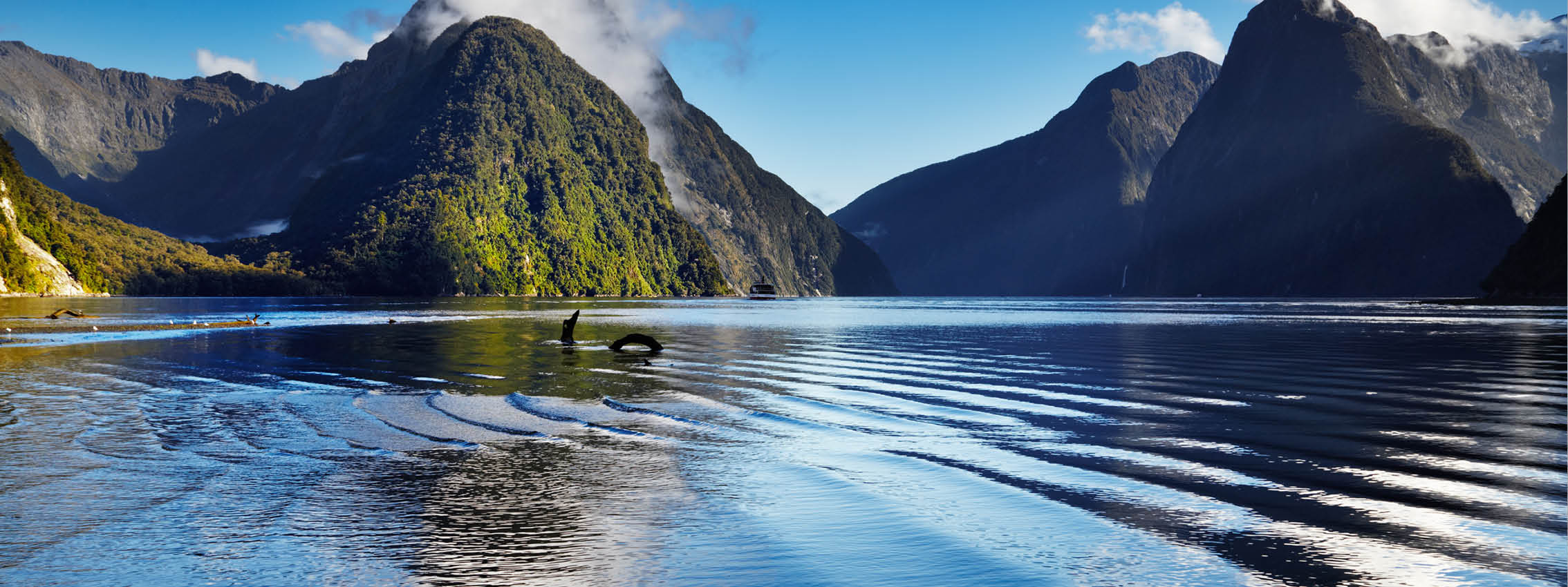 Fjorden Milford Sound i det sydlige New Zealand