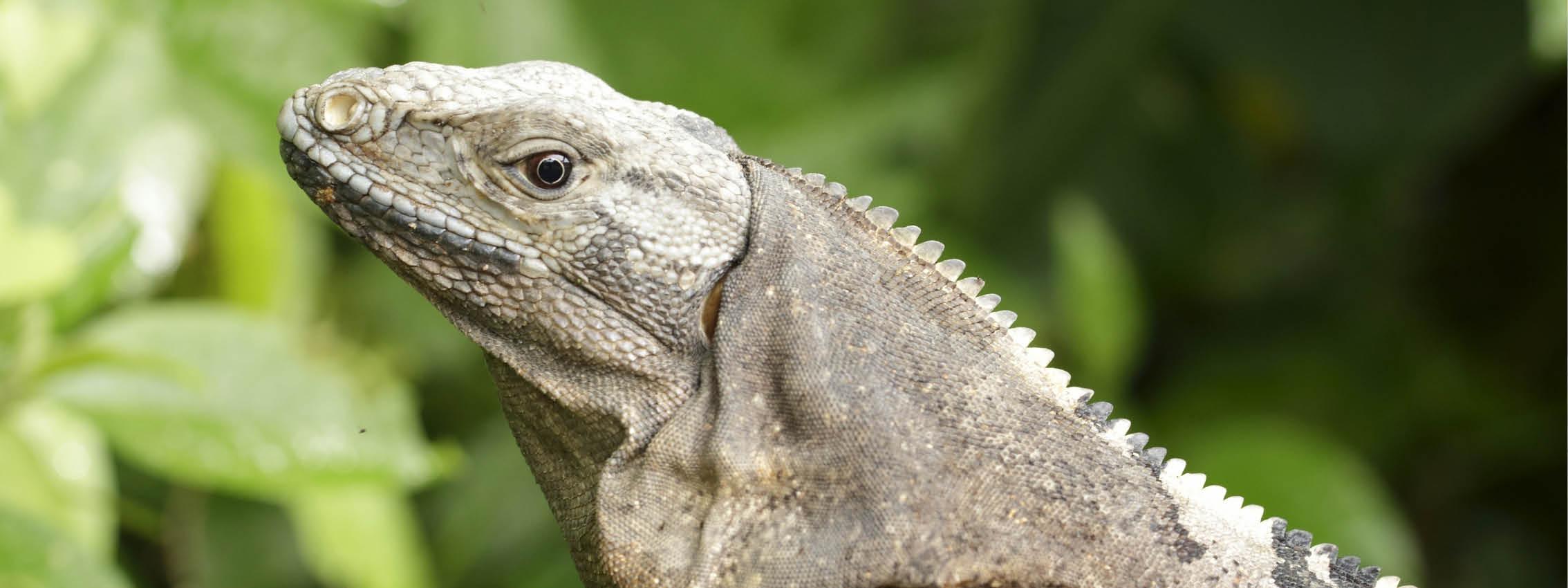 Øgle i Carara Nationalpark, Costa Rica