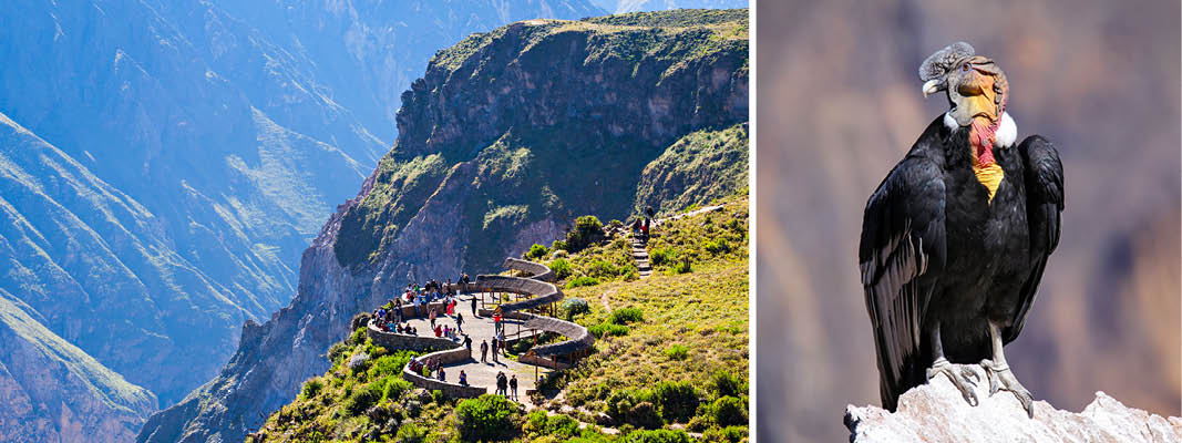 Condors Cross og andeskondorer i Colca-dalen, Peru