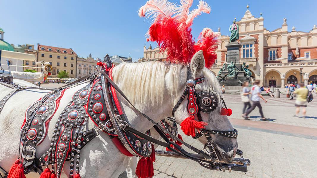 Polen Krakow hest polske hestevogne