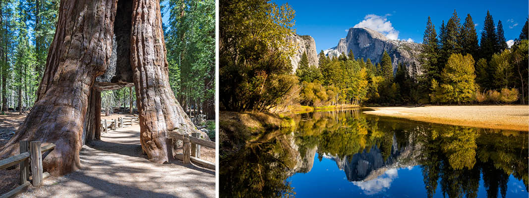 Seqouia National Park og Yosemite National Park