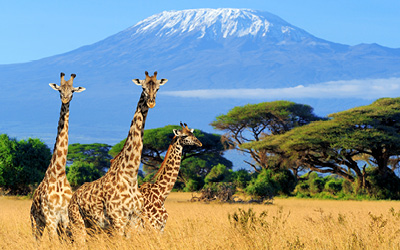 Vilde vidunderlige Kenya