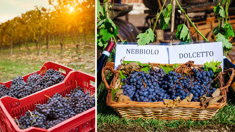 Smag på de skønneste Barolo vine i Piemonte området, Italien
