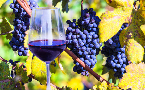 Vin og gastronomi i Piemonte