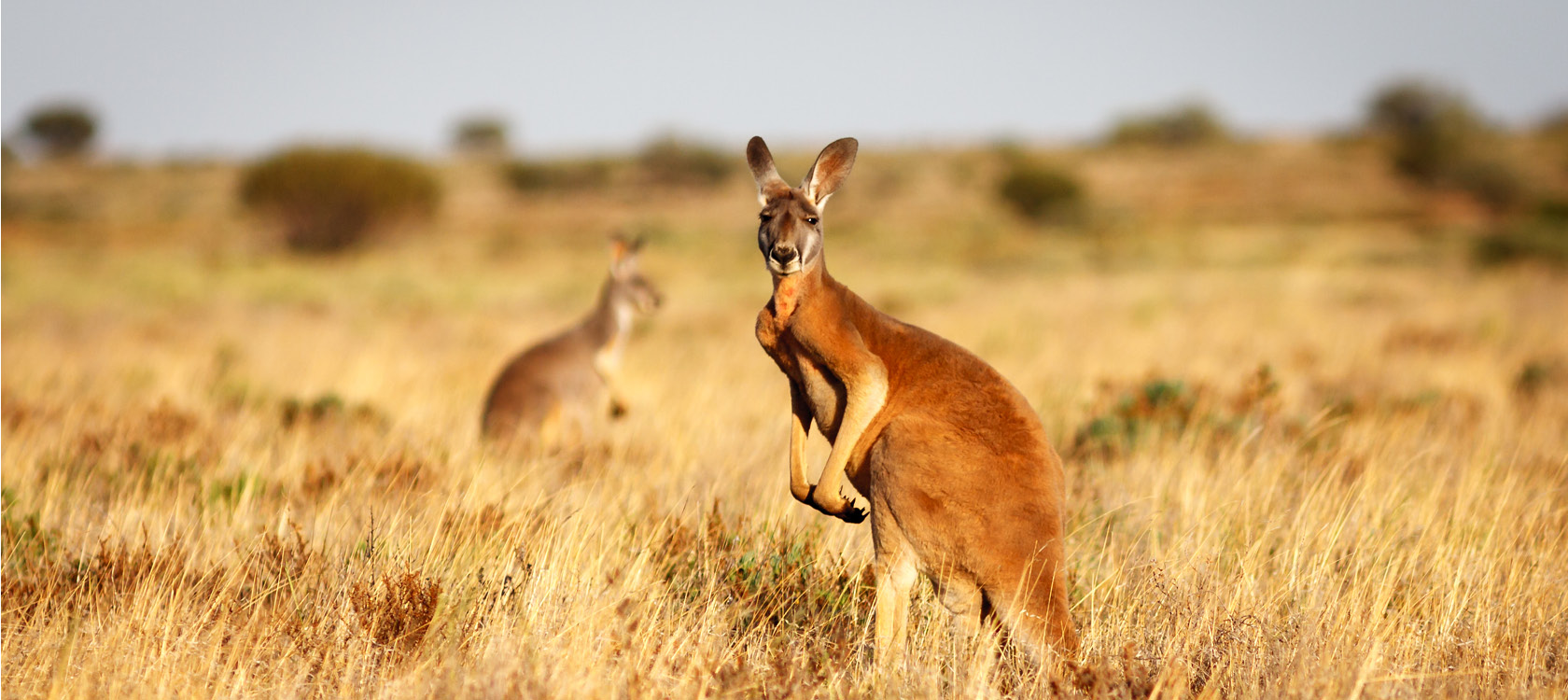 australien krydstogt stor heade