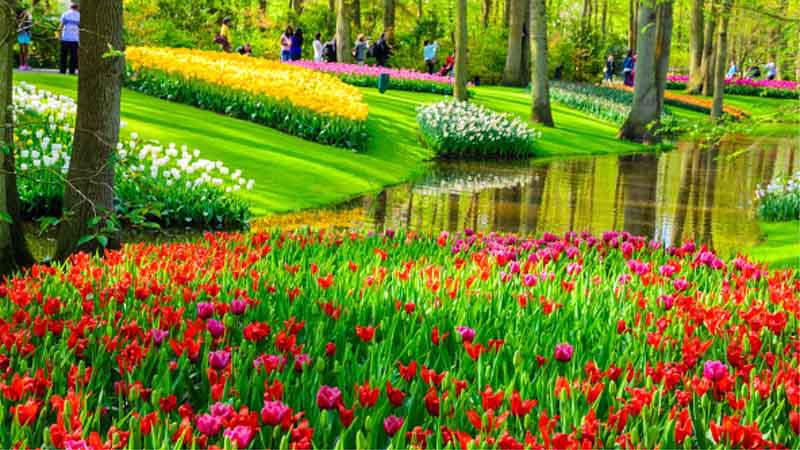 Tulipaner, Blomstrende forårskrydstogt i Holland og Belgien