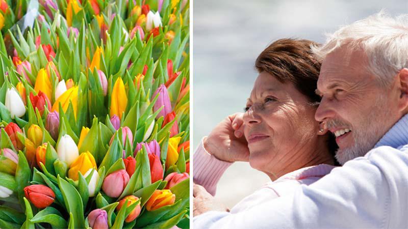 Tulipaner på Blomstrende forårskrydstogt i Holland og Belgien