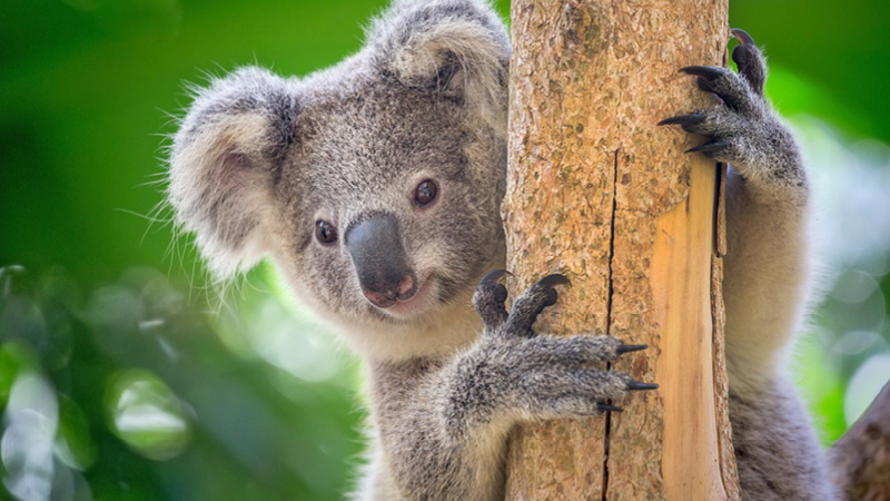 Oplev dyrelivet i Australien og New Zealand med Kulturrejser