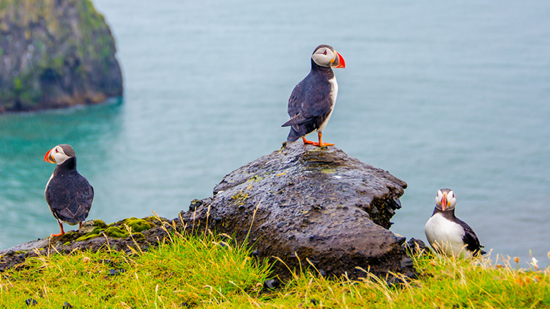Se og oplev den fantastiske natur på Færøerne med Kulturrejser