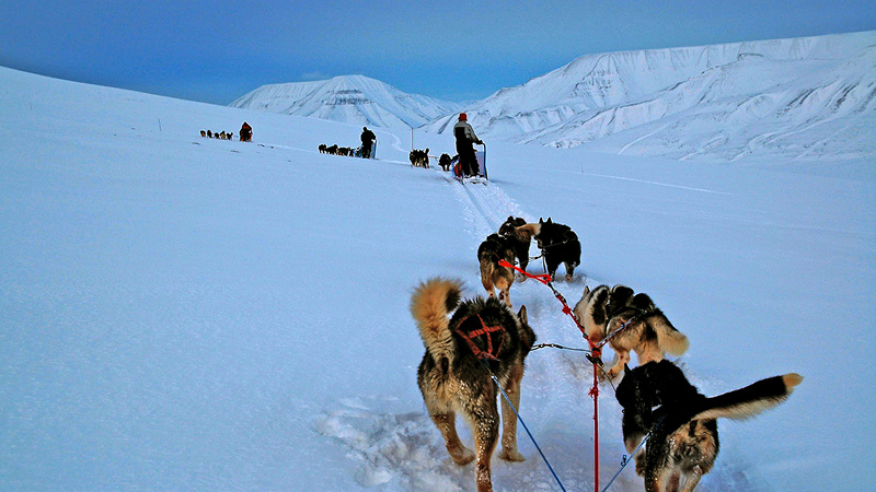 Hundeslædetur i Svalbard, Norge