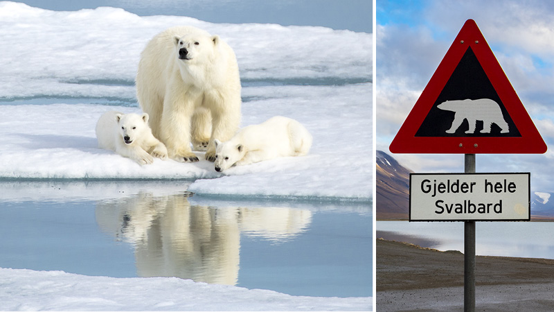 Se isbjrne i Svalbard, Norge