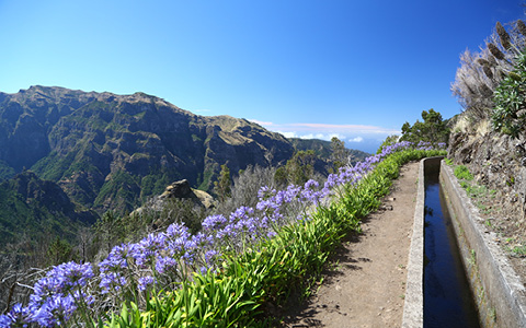 Madeira for krop og sjæl