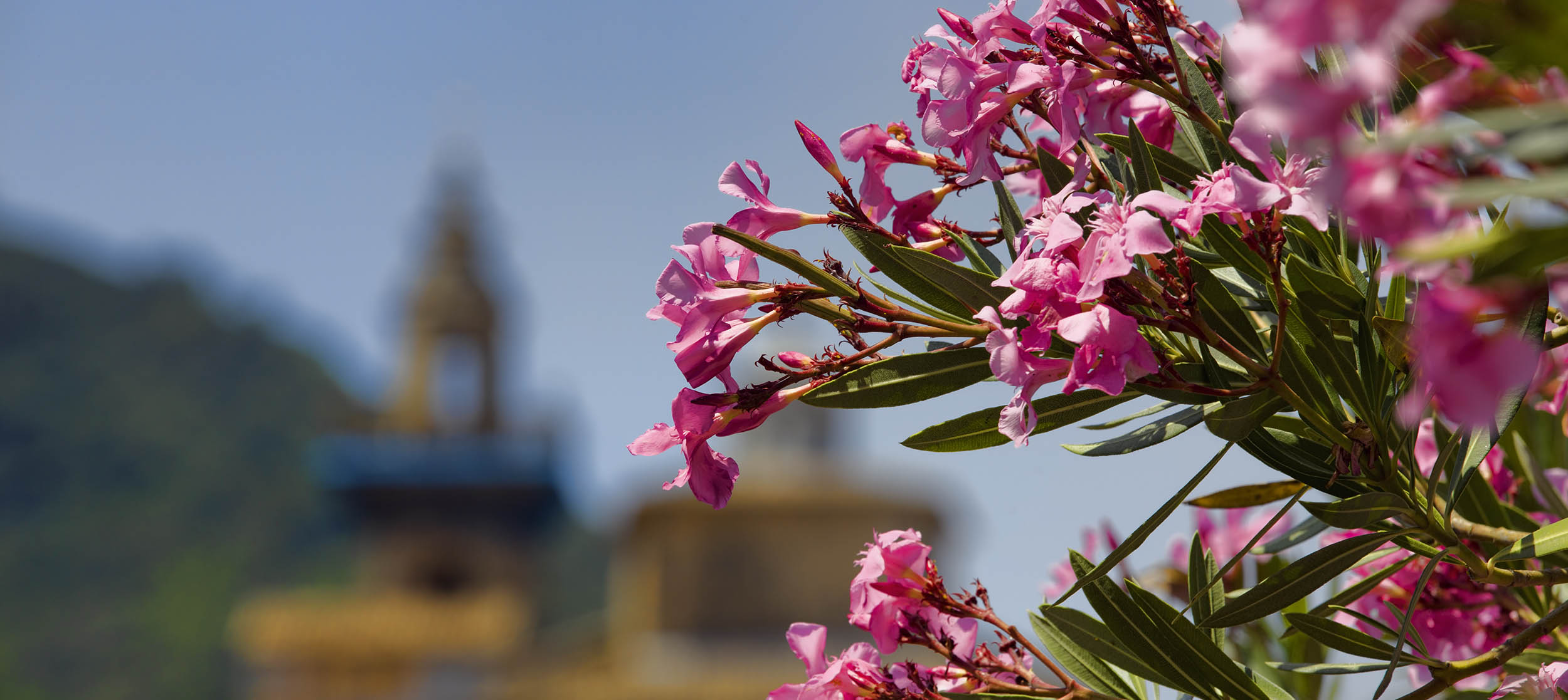 Blomsterpragt p Mallorca