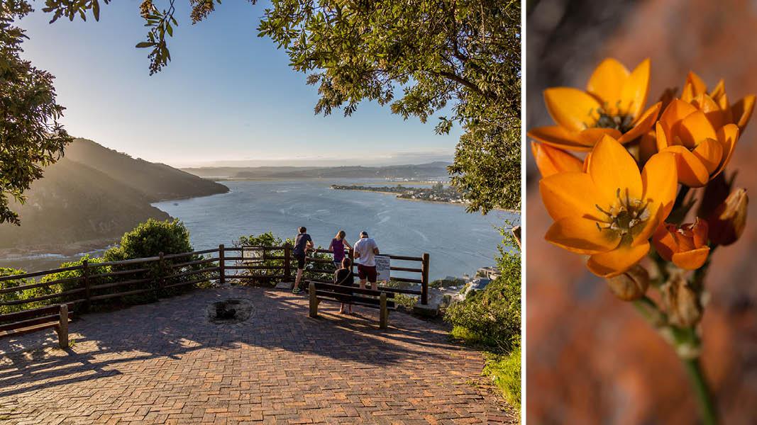 Udsigt og blomster, Sydafrika