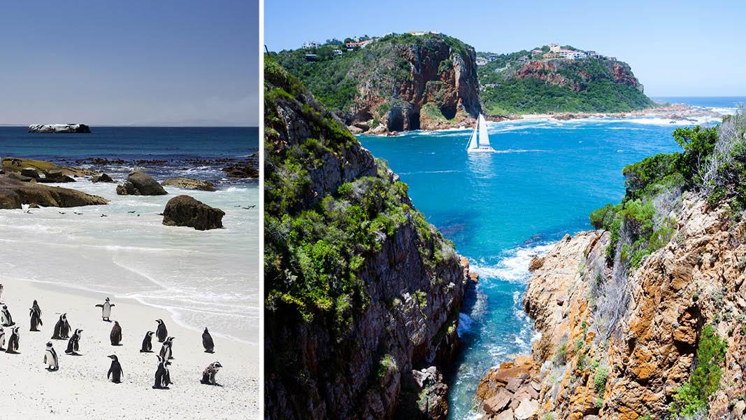 Pingerviner p Boulder Beach, Sydafrika