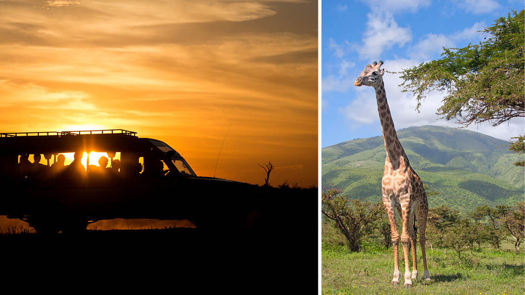 Safari i Sydafrika med Kulturrejser