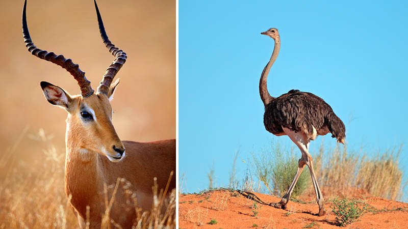Dyrelivet p safari i Sydafrika