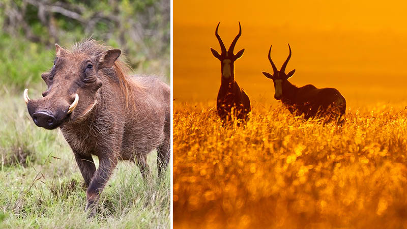 Dyrelivet p savannen i Sydafrika