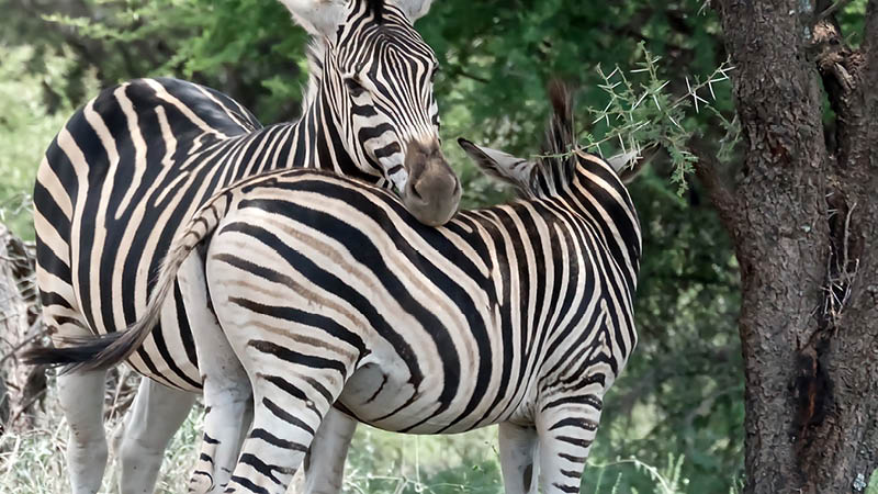 Oplev dyrene på savannen med Kulturrejser, Sydafrika