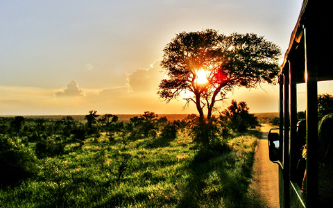 Safari i Sydafrika